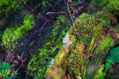 DJC7886